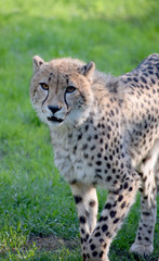 Young cheetah wild animal