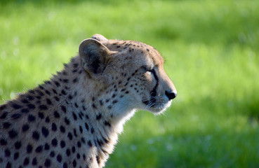 Young cheetah wild animal
