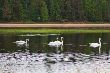 Naklejka na ściany i meble Wild white swans on the river.