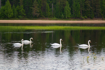Naklejka na ściany i meble Wild white swans on the river.
