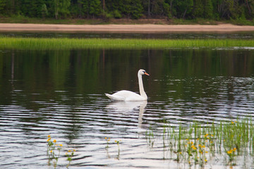 Wild white swans on the river.