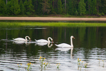 Wild white swans on the river.