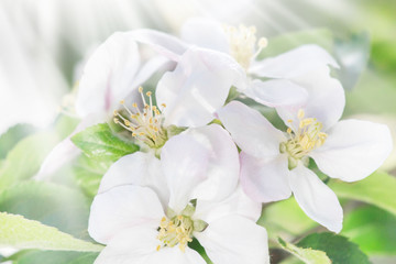 Fototapeta na wymiar Blooming apple tree in spring time.