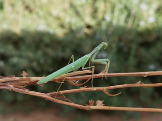 Green praying mantis