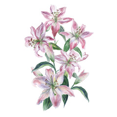 White watercolor lily on a white background