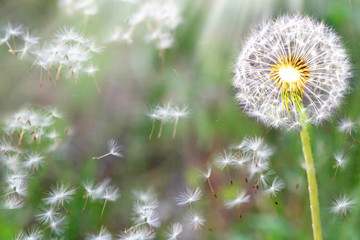 Dandelion seeds in the sunlight blowing away across a fresh nature green morning background