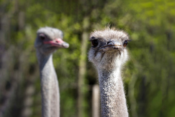 A pair of Ostriches standing close to each other with necks crossed in green grassland