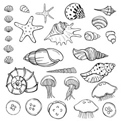 Jellyfish and seashells. Vector sketch  illustration.