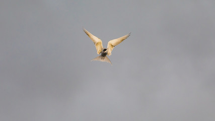 Seagull photographed during flight in search of food - isolated