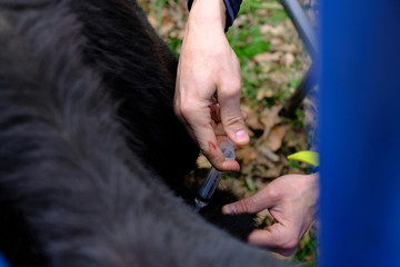 Farm lifestyle shows shot being given to calf close up, vaccination for disease prevention in...