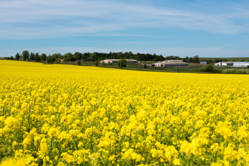 Obraz premium Amazing bright colorful spring and summer landscape for wallpaper. Yellow field of blooming canola and old farm against blue sky with clouds. Natural landscape background with copy space, Europe