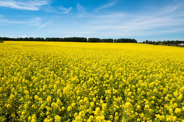 Amazing bright colorful spring and summer landscape for wallpaper. Yellow field of blooming canola and old farm against blue sky with clouds. Natural landscape background with copy space, Europe