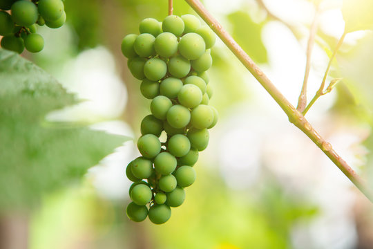 young bright green grapes that reaches on the tree