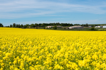 Obraz premium Amazing bright colorful spring and summer landscape for wallpaper. Yellow field of blooming canola and old farm against blue sky with clouds. Natural landscape background with copy space, Europe