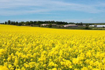 Obraz premium Amazing bright colorful spring and summer landscape for wallpaper. Yellow field of blooming canola and old farm against blue sky with clouds. Natural landscape background with copy space, Europe