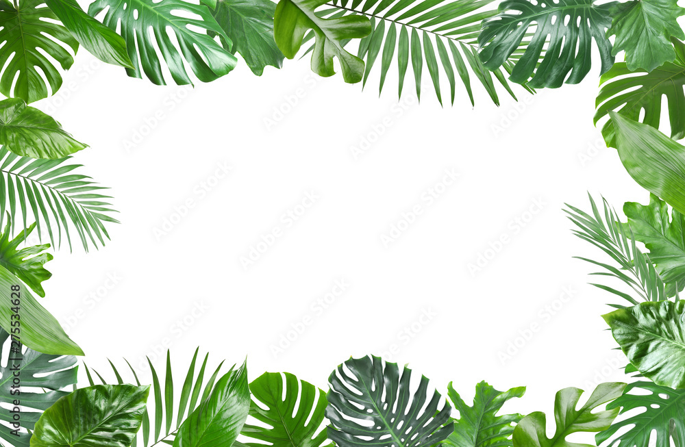 Poster Frame made of fresh green tropical leaves on white background. Space for design