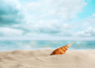 Fototapeta na wymiar Seashell in beach sand against white background, space for text