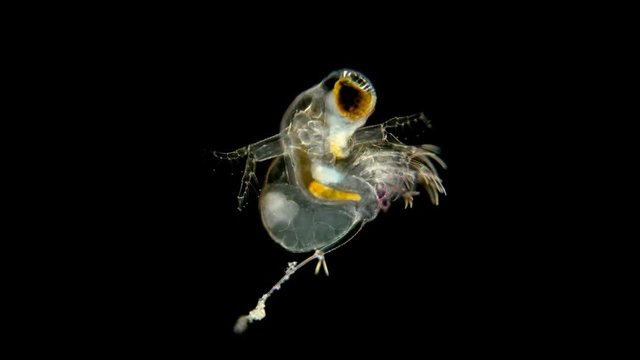 zooplankton under a microscope, the predatory water flea Polyphemus pediculus, detachment Cladocera, stands out with its large eye, which is looking for its victim. Very fast moving and social life