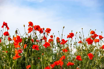 Selbstklebende Fototapete Mohnblumen schönes Mohnfeld - Waffenstillstand oder Gedenktag Hintergrund
