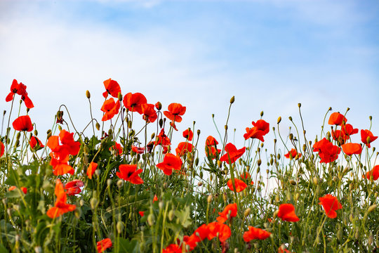 beautiful poppy field- Armistice or Remembrance day background © Melinda Nagy