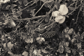 Nature morte