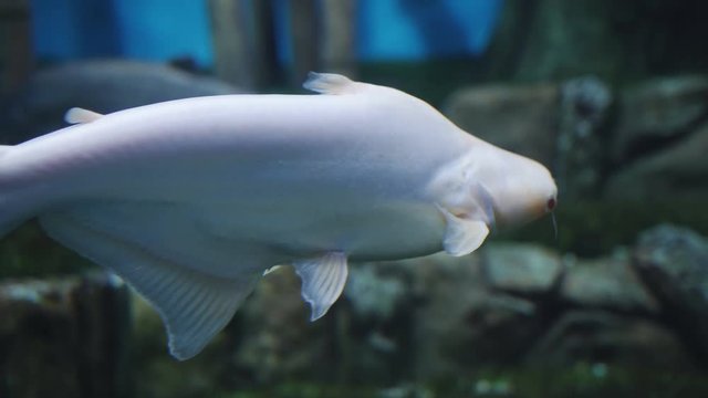 Fish giant gourami swims in a large aquarium. Fish giant gourami swim in the water.