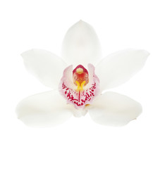 Beautiful tropical orchid flower on white background