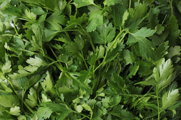 Fresh green organic parsley as background, closeup