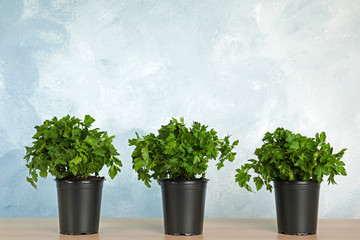 Pots with fresh green parsley on wooden table against color background. Space for text