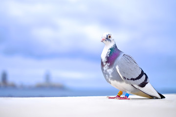A homing pigeon (Columba livia domestica) delivering a mail.