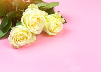 beautiful white roses on a pink background. place for text. top view background