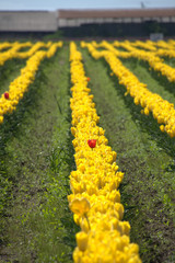 rows of yellow tulips