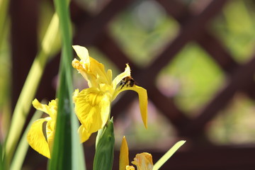 yellow iris flower