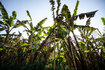 Green banana trees in the asian village at sunny day.