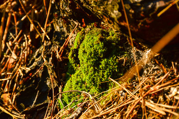 Moss in the forest
