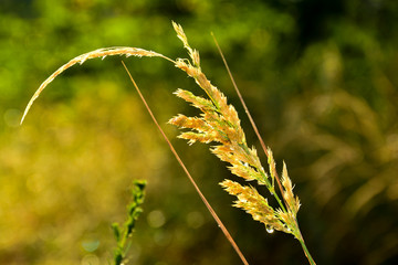  Raindrops on the grass