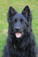 Black German Shepard dog in a garden