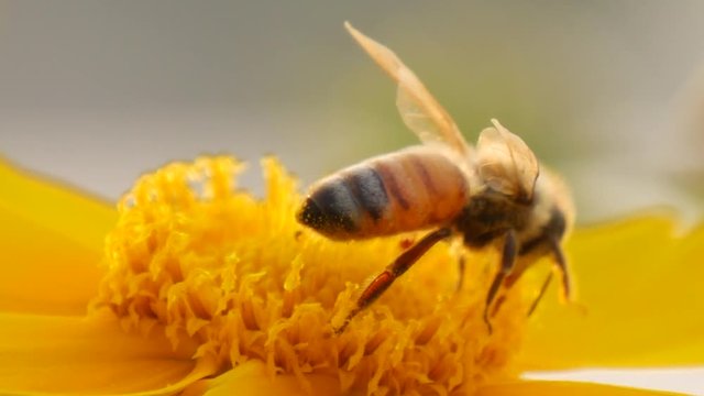 Motion view of Focusing honey bee collecting nectar on flower 02