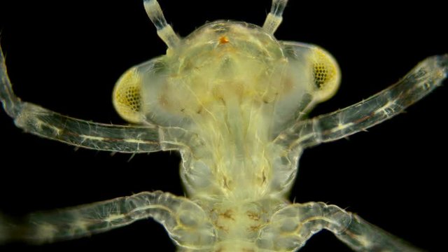 The larva of dragonflies under a microscope, the video shows the movement of hemolymph through the body, lives in ponds, lakes, is a predator and can even hunt fry of fish or competes with them in the