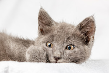 cute domestic kitten lying on white towel and looking to camera