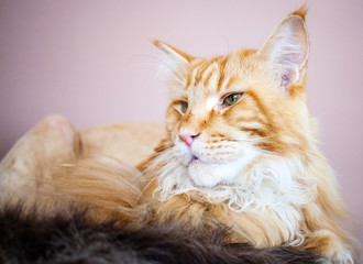 Naklejka premium portrait of a beautiful maine coon cat
