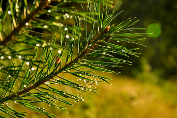  Raindrops on pine needles