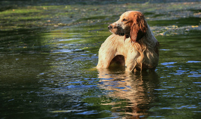 Russian hunting spaniel dog on the hunt stands in the river