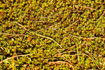 Moss in the forest