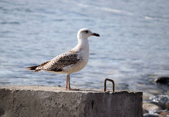 seagull walks on the seashore