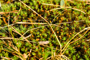 Moss in the forest