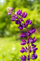 Blooming lupine flower on a green background