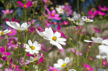 Fototapeta premium 秋桜 （コスモス）の花畑
