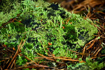Moss in the forest
