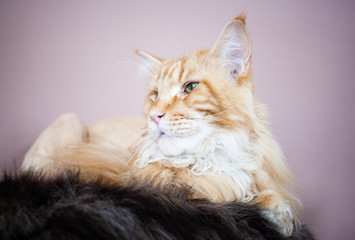 portrait of a beautiful maine coon cat
